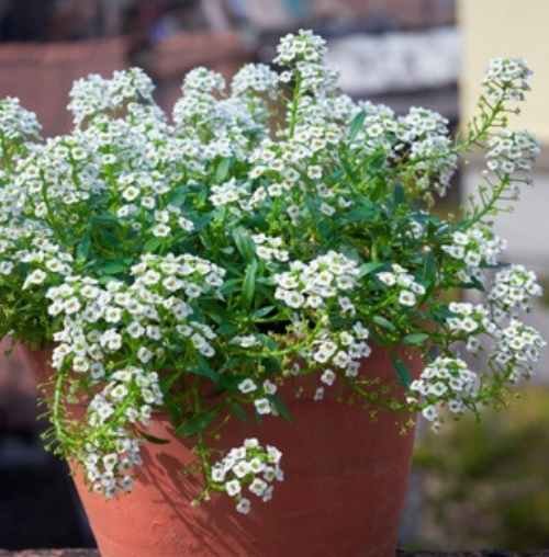 Top 20 container plants for your backyard