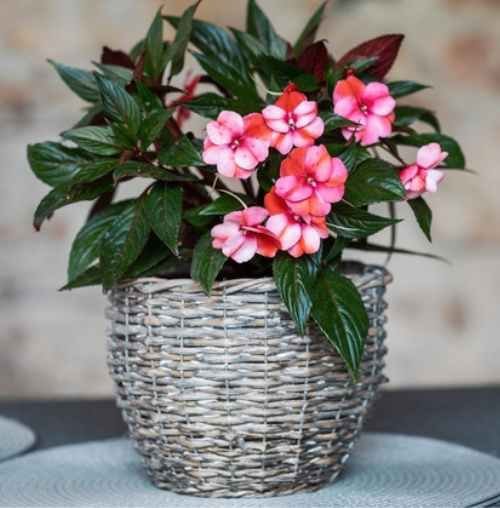 Top 20 container plants for your backyard