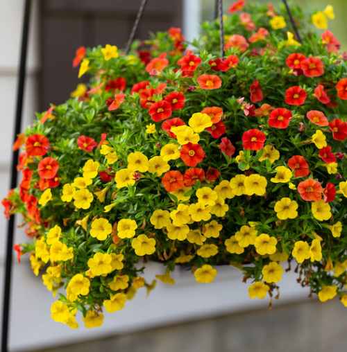 10 hanging plants to elevate your balcony decor