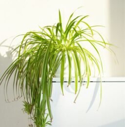 indoor plants that remove dust