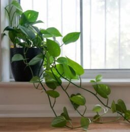 plants for your bookshelf