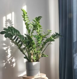 plants for your bookshelf