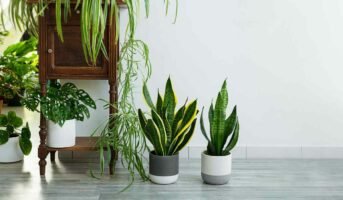 10 student friendly plants for decor