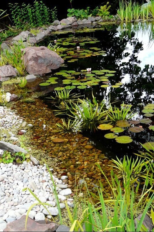 naturalistic pond