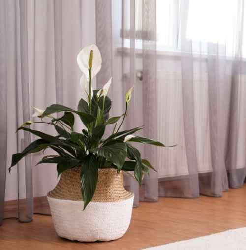 Top 10 indoor plants for tiny spaces