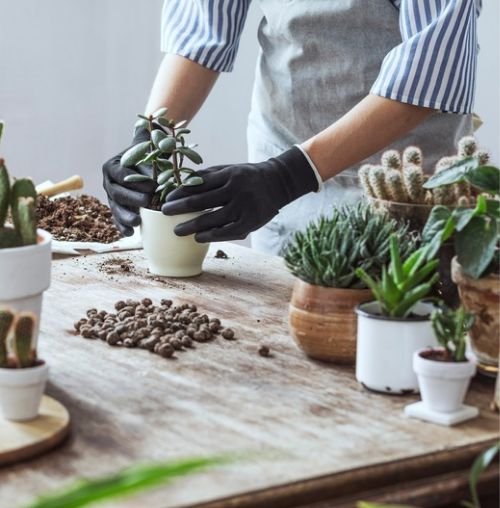 Top 10 indoor plants for tiny spaces
