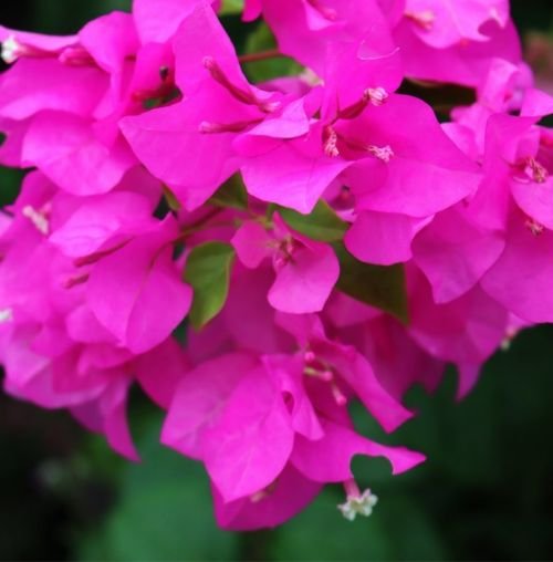 Top 5 evergreen climbing flowers for your home