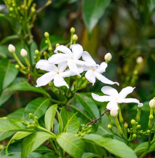 Top 5 evergreen climbing flowers for your home